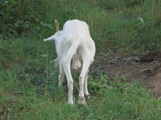 Obraz premium white goat grazes in the summer in the village on a leash
