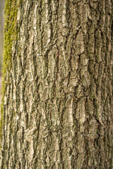 Bark of old tree Seamless bark background texture Natural