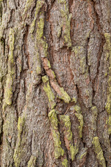 Bark of old tree Seamless bark background texture Natural