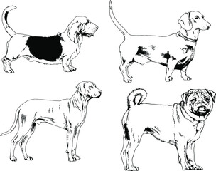 vector drawings sketches pedigree dogs and cats  drawn in ink by hand , objects with no background