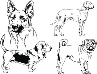 vector drawings sketches pedigree dogs and cats  drawn in ink by hand , objects with no background