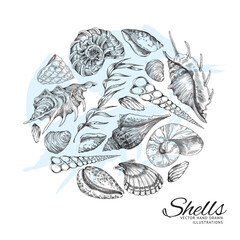 Sea shells and seaweed in circle, monochrome hand drawn sketch style - vector illustration on white background.