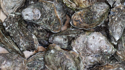 Fototapeta na wymiar Fresh oysters in fresh ice seafood in Top view in Arcachon bassin France