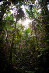 Trees in a tropical rain forest 