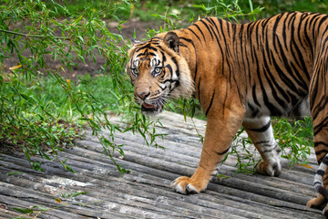 Fototapeta premium Sumatran Tiger