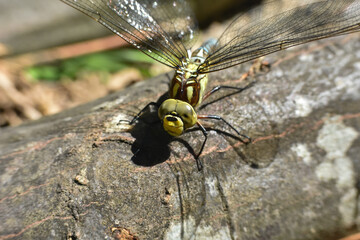 Close up of big dragonfly. Eye of dragonfly, Aeshna cyanea
