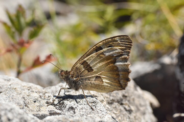 Close up of big butterfly on rock. The hermit, Chazara briseis, family Nymphalidae