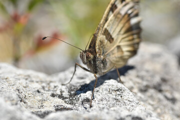 Close up of big butterfly on rock. The hermit, Chazara briseis, family Nymphalidae