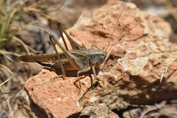 Grasshopper. Big grasshopper on rock on sunny day
