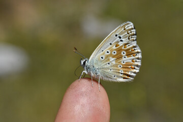 Chalkhill Blue butterfly on man finger. Small blue butterfly, Polyommatus coridon or Lysandra coridon 