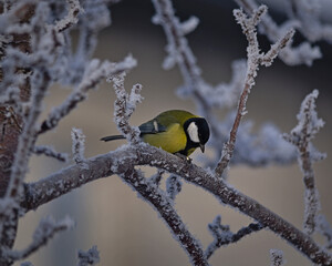 Great tit (Parus major) on a frosted pear tree. - obrazy, fototapety, plakaty