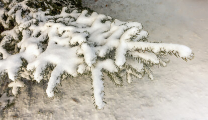 The spruce branch is covered with snow