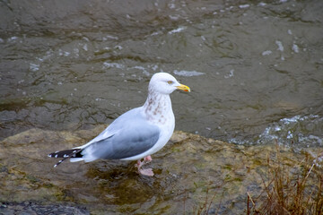 A wild seagull photographed at the river shore of the town of Port Hope