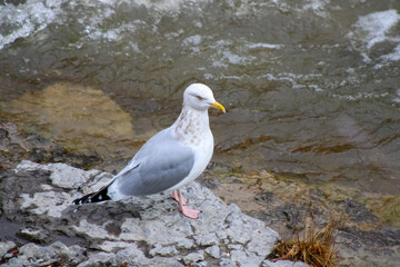 A wild seagull photographed at the river shore of the town of Port Hope