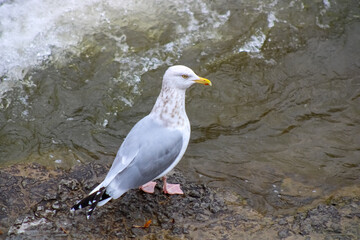 A wild seagull photographed at the river shore of the town of Port Hope