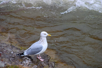 A wild seagull photographed at the river shore of the town of Port Hope