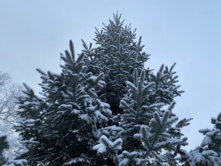 Christmas tree in winter, winter spruce snow on the branches