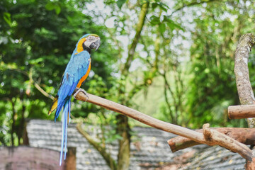 Macaws are a group of New World parrots that are long-tailed and often colorful.