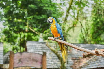 Fototapeta na wymiar Macaws are a group of New World parrots that are long-tailed and often colorful.