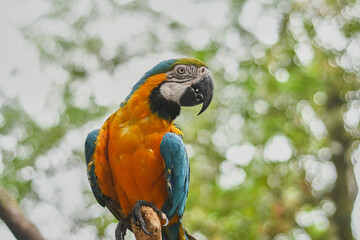 Macaws are a group of New World parrots that are long-tailed and often colorful.