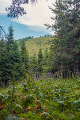 Fototapeta premium forest in autumn