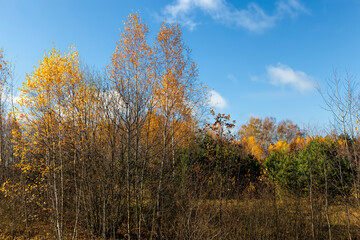 trees and plants in the autumn season