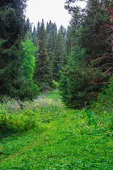 Fototapeta premium forest in the forest