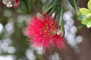 Macro closeup of a Rata Tree Flower, New Zealand - obrazy, fototapety, plakaty