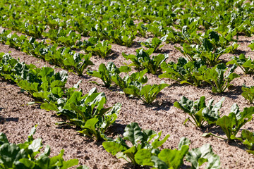 cultivation of sugar beet for the production