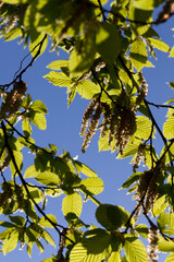 young green birch foliage in spring