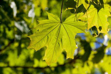 young green maple foliage in spring