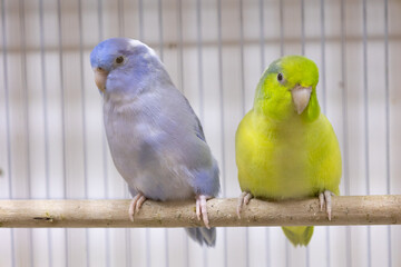 Selective focus of little tiny forpus parrotlet. Forpus is the smallest parrot bird of the world