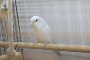 Selective focus of little tiny forpus parrotlet. Forpus is the smallest parrot bird of the world