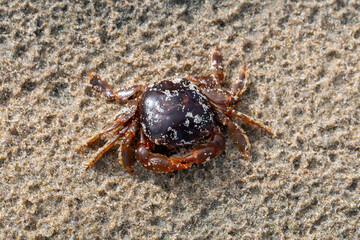 Macro of a tiny crab on a sandy beach