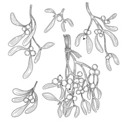 Sprigs of mistletoe in vector on an isolated white background. Linear vector graphics