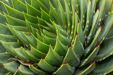 Spiky Leaves of a succulent creating a spiral effect, close-up, cactus, texture