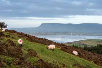 Beautiful wool sheep in a green grass field. Red mark on the back for identification purpose. Agriculture and farming industry. Benbulben flat top mountain in the background. Sligo, Ireland.