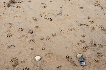 Human and dog pow prints on a sand. High density. Outdoor walk and fun concept. Abstract active lifestyle.