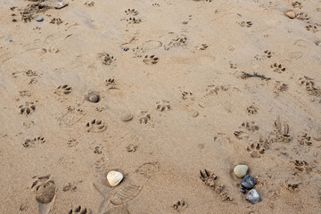 Human and dog pow prints on a sand. High density. Outdoor walk and fun concept. Abstract active...