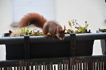 Eichhörnchen (Sciurus) klettert über das Geländer auf einem Balkon mit Blumenkasten