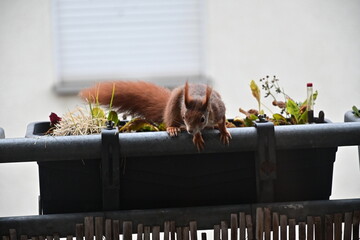 Eichhörnchen auf dem Balkon