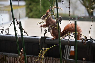 Eichhörnchen auf dem Balkon
