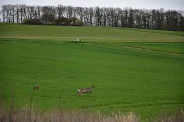 Brown deer jumps across a field in spring