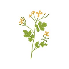 Celandines flower. Wild floral plant with blooms and leaf. Chelidonium, herb inflorescence. Herbal medicinal wildflower. Modern botanical flat vector illustration isolated on white background