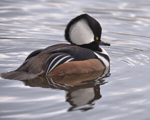 Hooded merganser drake swimming with slight reflection in the water.