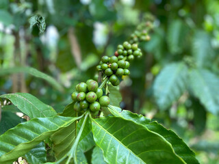 Fototapeta premium Coffee beans plantation