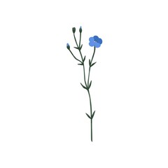 Blooming flax flower. Field floral plant with blue blossomed and unblown buds, stem. Modern botanical drawing of Linum usitatissimum. Colored flat vector illustration isolated on white background