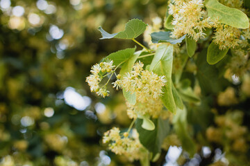 Linden tree flowers clusters tilia cordata, europea, small-leaved lime, littleleaf linden bloom. Pharmacy, apothecary, natural medicine, healing herbal tea, aromatherapy. Spring background.