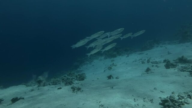 School of Striped Mullet - Mugil cephalus swims in the deep over sandy bottom