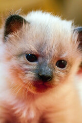 Fototapeta na wymiar A small newborn kitten that has not yet opened its eyes